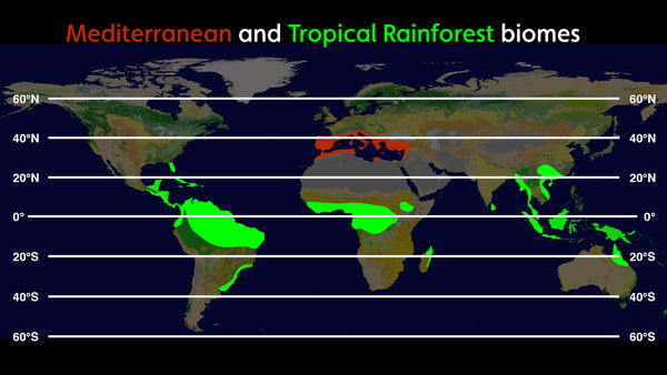 Global Ecosystems (Streaming Library) - PUMPKIN INTERACTIVE