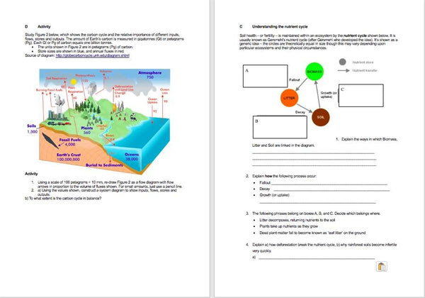 Carbon and Water Cycles in the Tropical Rainforest - PUMPKIN INTERACTIVE